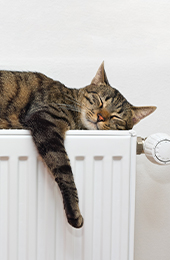 Cat on a radiator